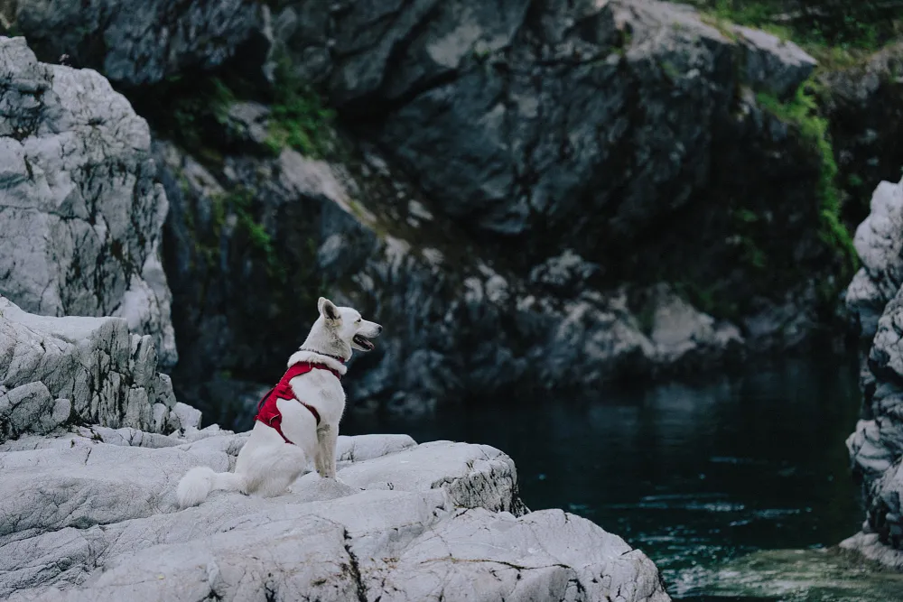 Adopting a Senior Dog